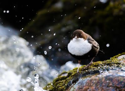 Strmstare / White-throated Dipper