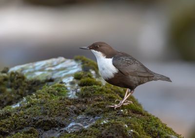 Strmstare / White-throated Dipper