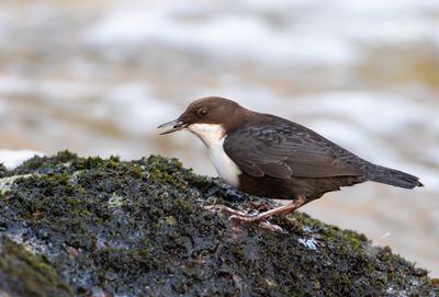 Strömstare / White-throated Dipper
