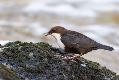 Strmstare / White-throated Dipper