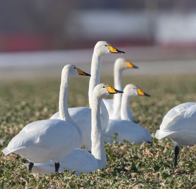 Sngsvan / Whooper Swan