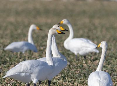 Sngsvan / Whooper Swan