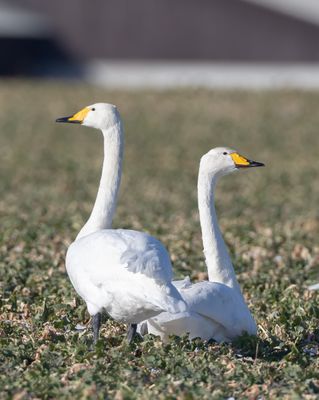 Sngsvan / Whooper Swan