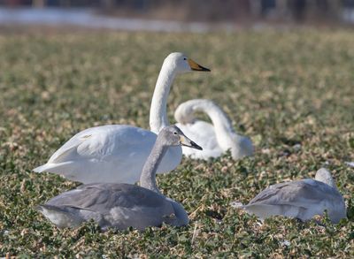 Sngsvan / Whooper Swan
