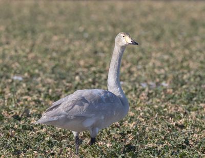 Sngsvan / Whooper Swan