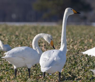 Sngsvan / Whooper Swan