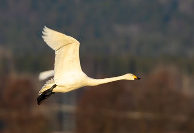 Sngsvan / Whooper Swan