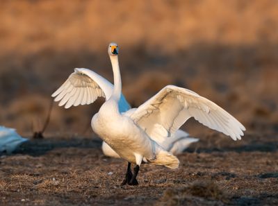 Sngsvan / Whooper Swan