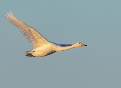 Sngsvan / Whooper Swan