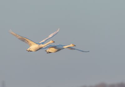 Sngsvan / Whooper Swan