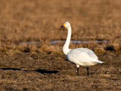 Sngsvan / Whooper Swan