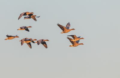 Blsgs / Greater White-fronted Goose
