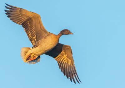Spetsbergsgs / Pink-footed Goose