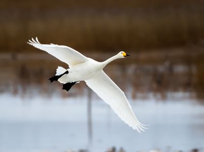 Sngsvan / Whooper Swan