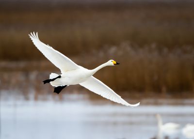 Sngsvan / Whooper Swan