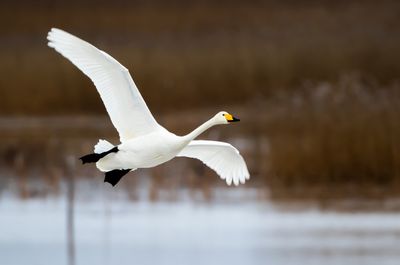 Sngsvan / Whooper Swan