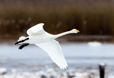 Sngsvan / Whooper Swan