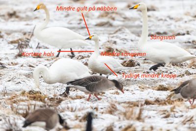 Mindre sngsvan / Tundra Swan / Tundrasvan