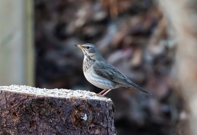 Svarthalsad trast / Dark-throated Thrush