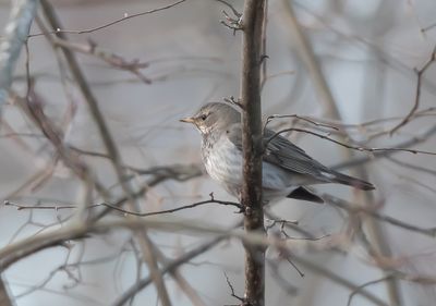 Svarthalsad trast / Dark-throated Thrush
