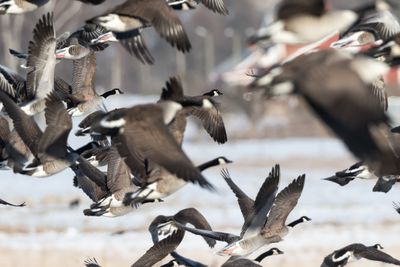 Kanadags / Canada Goose