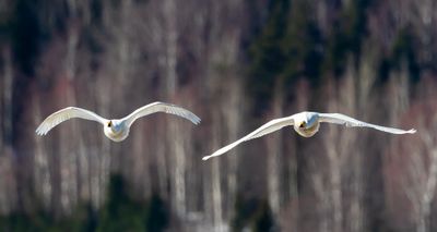 Sngsvan / Whooper Swan