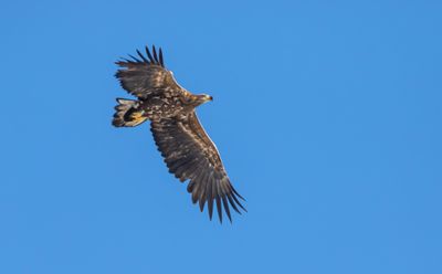 Havsörn / White-tailed Eagle / 1k