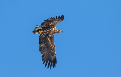 Havsörn / White-tailed Eagle / 1k