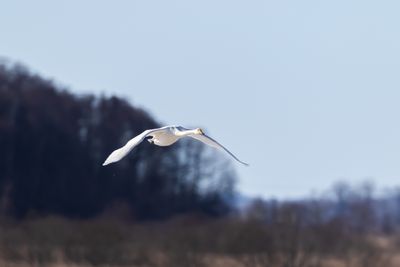 Sngsvan / Whooper Swan
