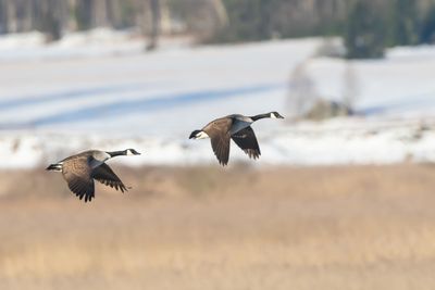 Kanadags / Canada Goose