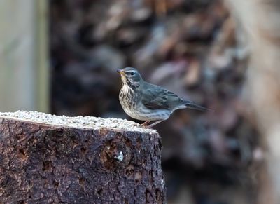 Svarthalsad trast / Dark-throated Thrush