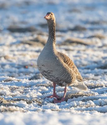 Grgs / Greylag Goose