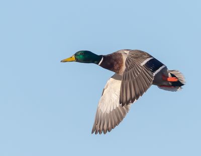 Grsand / Mallard 