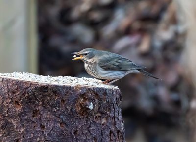 Svarthalsad trast / Dark-throated Thrush