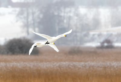 Sngsvan / Whooper Swan