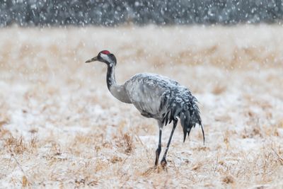 Trana / Common Crane