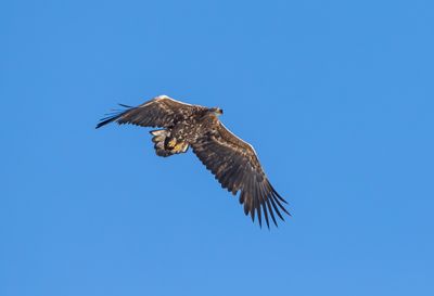 Havsörn / White-tailed Eagle / 1k