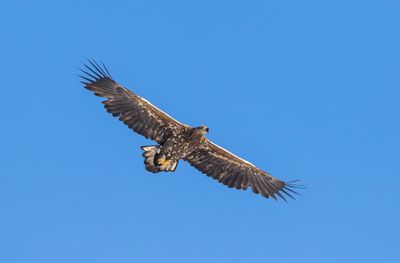 Havsörn / White-tailed Eagle / 1k