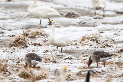 Tundrasvan / Mindre Sngsvan / Tundra Swan