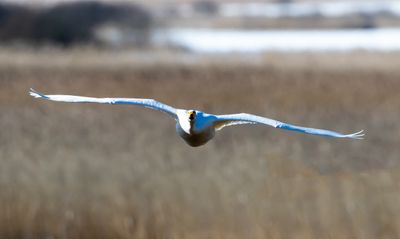 Sngsvan / Whooper Swan