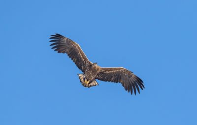 Havsörn / White-tailed Eagle / 1k