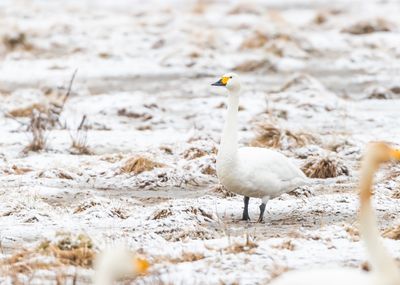 Tundrasvan / Mindre Sngsvan / Tundra Swan