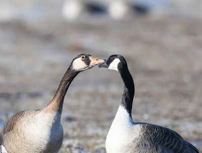 Kanadags / Canada Goose