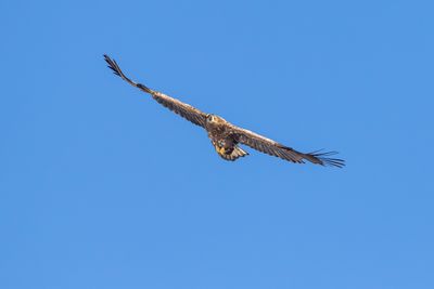 Havsörn / White-tailed Eagle / 1k