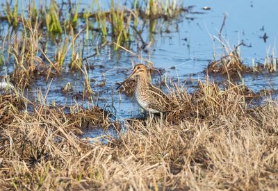 Enkelbeckasin / Common Snipe