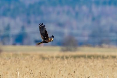 Brun krrhk / Western Marsh Harrier