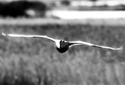 Sngsvan / Whooper Swan