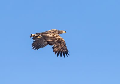 Havsörn / White-tailed Eagle / 1k