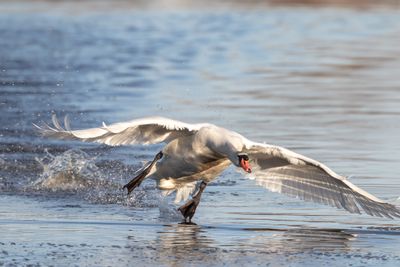 Knlsvan / Mute Swan