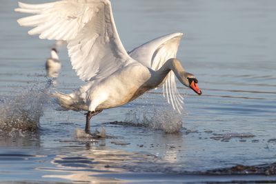 Knlsvan / Mute Swan